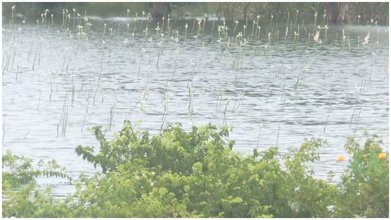 Haveri Maize Rain 1