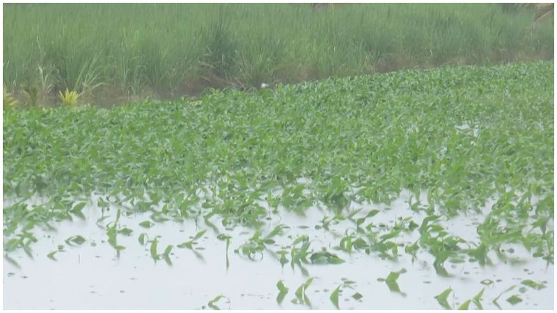 Haveri Maize Rain 2