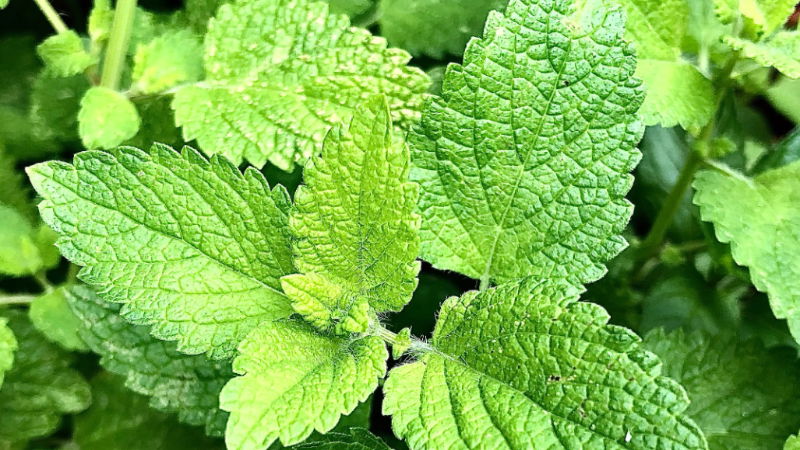 MINT