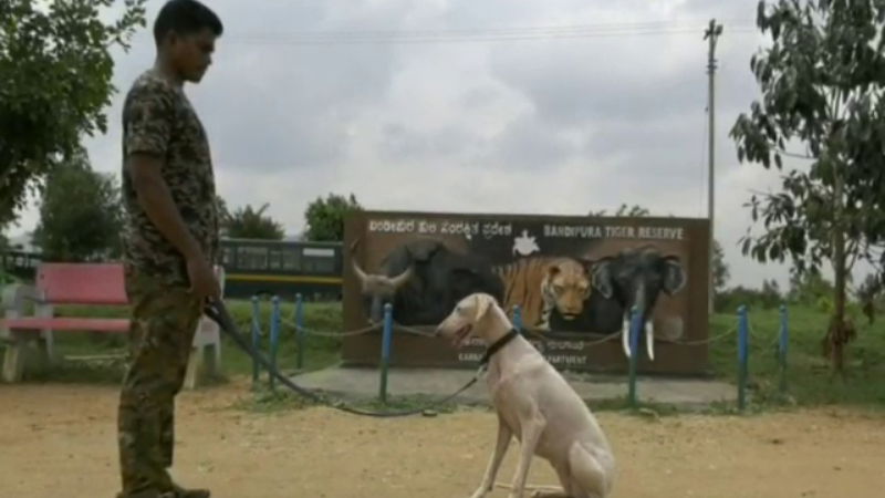 MUDOL DOG 1