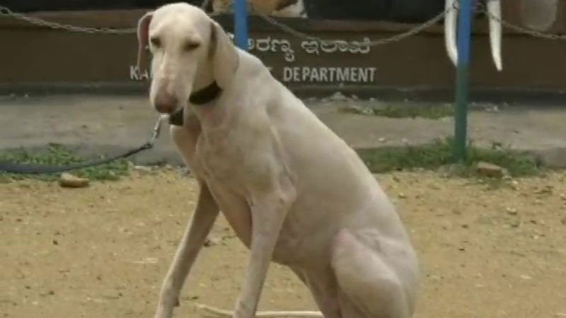 MUDOL DOG 2