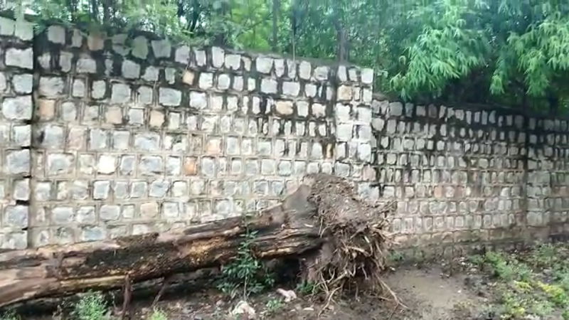SANADAL TREE
