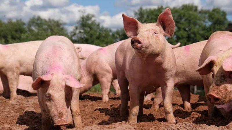 Swine Fever