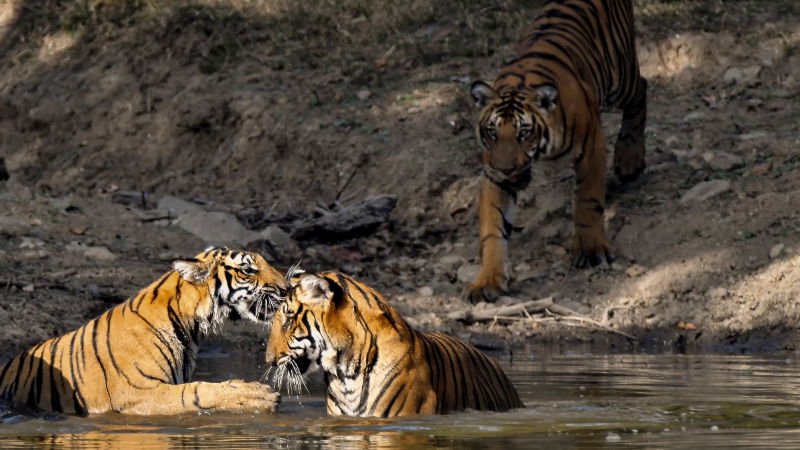 TIGER 2