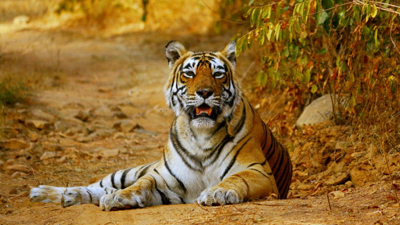 TIGER 3 1