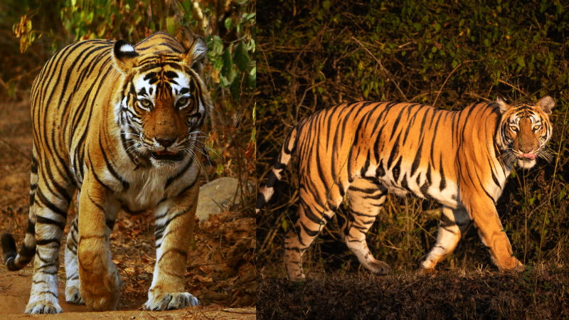 TIGER 4