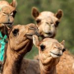 camel