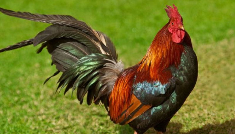chicken
