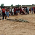 crocodile 1