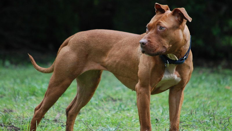 dog 3