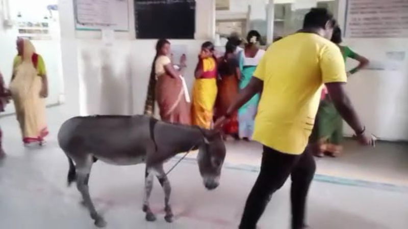 donkey raichur 1