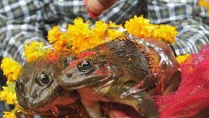 frog wedding 1