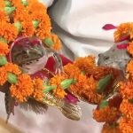 frog wedding