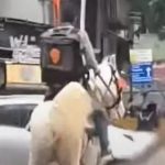 horse swiggy