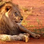 lion