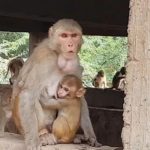 monkey
