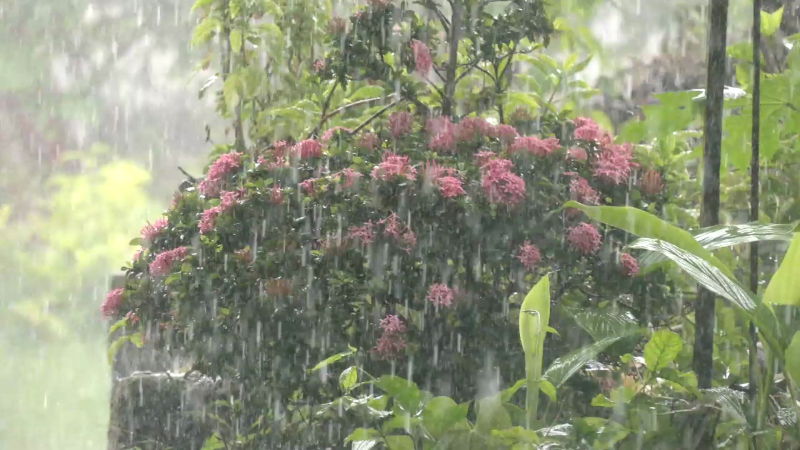 rain mangaluru 1