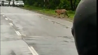 tiger 1