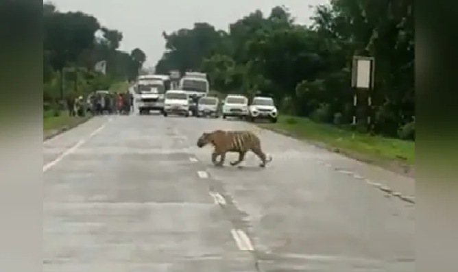 tiger
