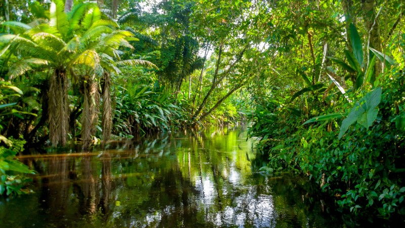 Amazon rainforest 1