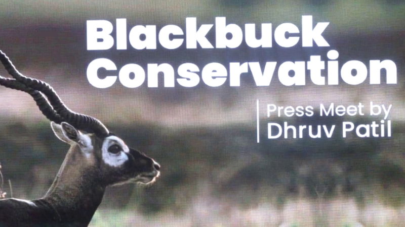 Blackbuck Vijayapura 4