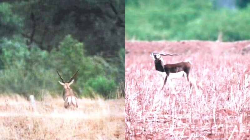 Blackbuck Vijayapura 6