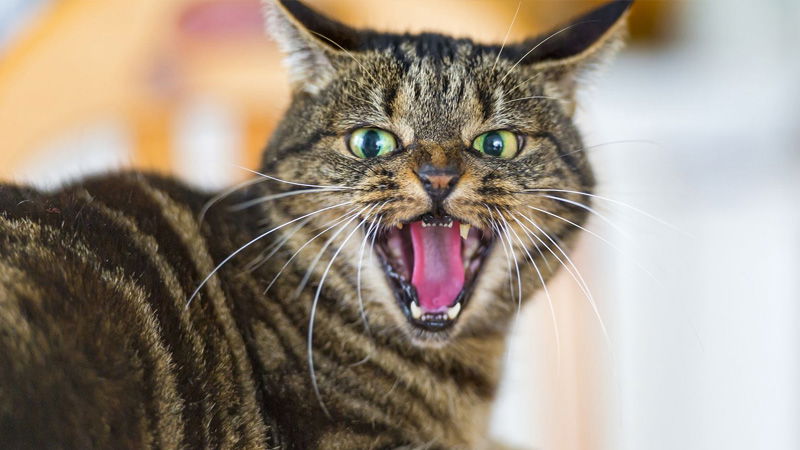 CAT 02
