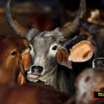 COW PHOTO
