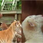 Chimpanzee tiger food video 1
