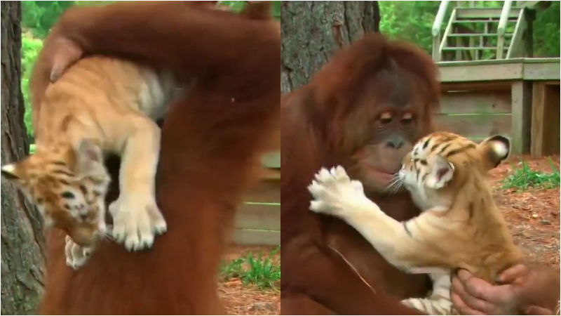Chimpanzee tiger food video 2