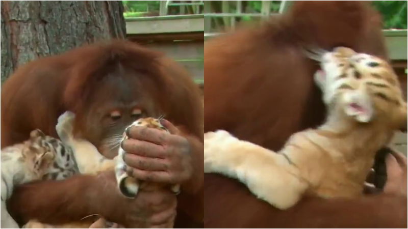 Chimpanzee tiger food video 3