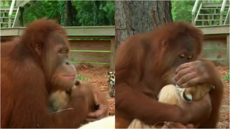 Chimpanzee tiger food video 4