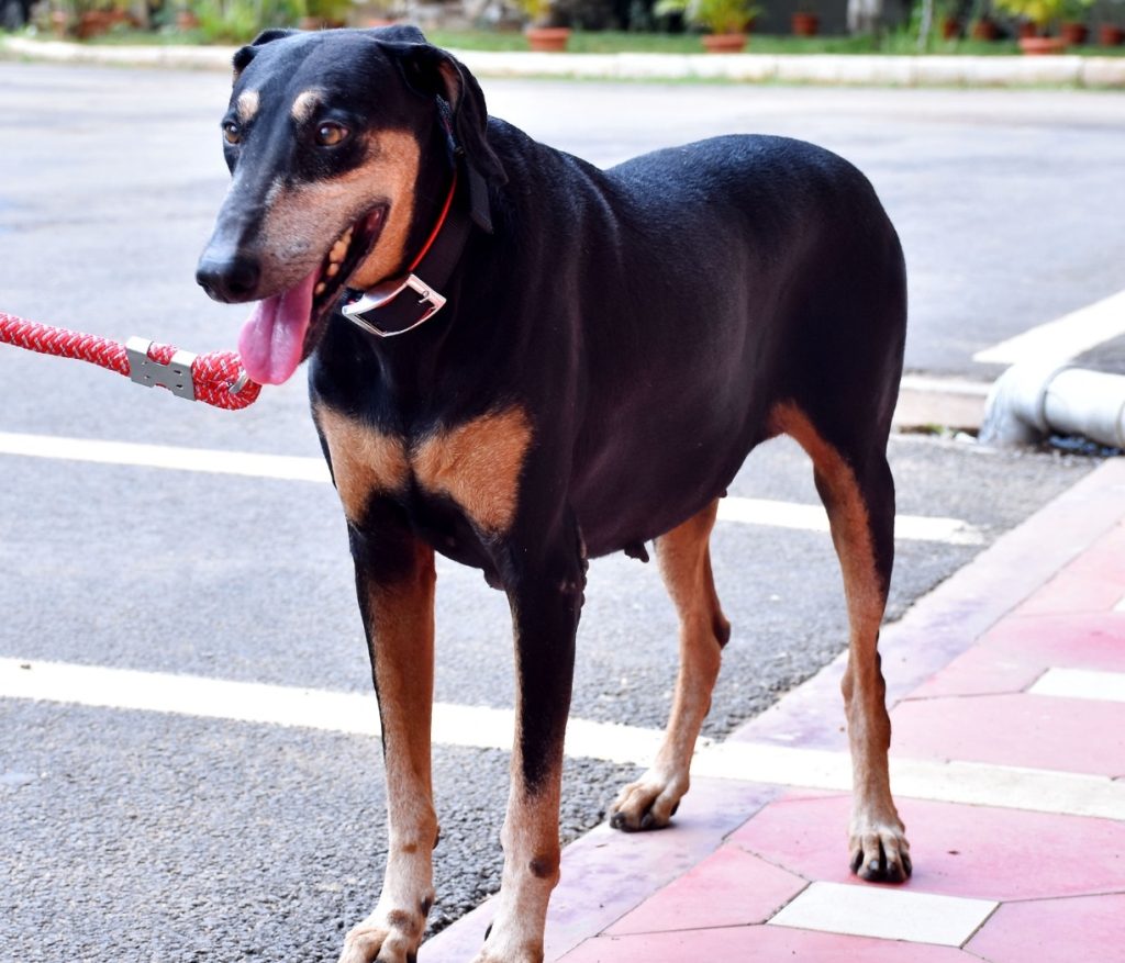 DVG POLICE DOG DEATH AV 2 e1661526287401