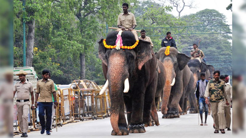 ELEPHANT 1