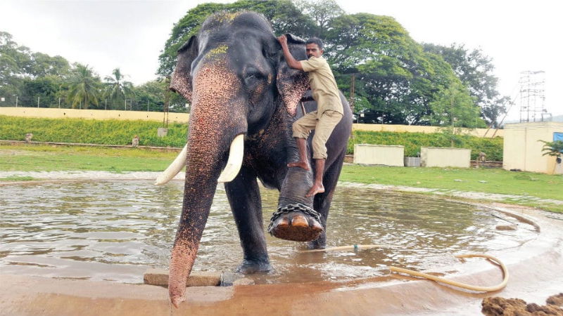 ELEPHANT 2