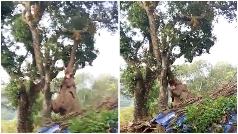Elephant Twitter Jackfruit 1