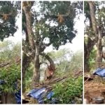 Elephant Twitter Jackfruit
