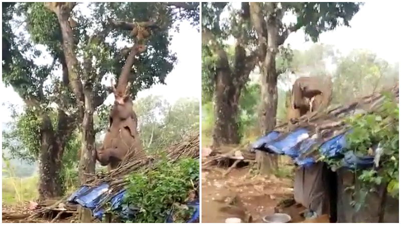 Elephant Twitter Jackfruit 2
