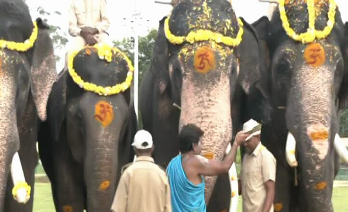 MYS ELEPHANT 2