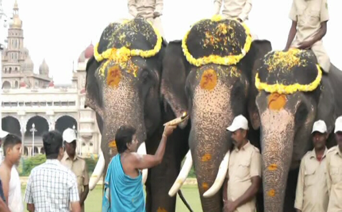 MYS ELEPHANT 3
