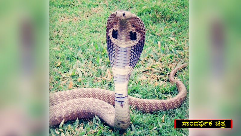 cobra