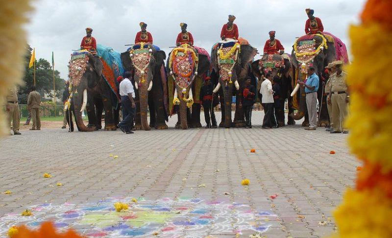 elephants Gajapade Mysore 1