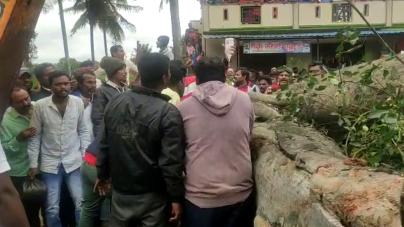 hassan tree fall