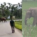 hassana elephant