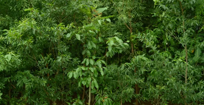 kadu
