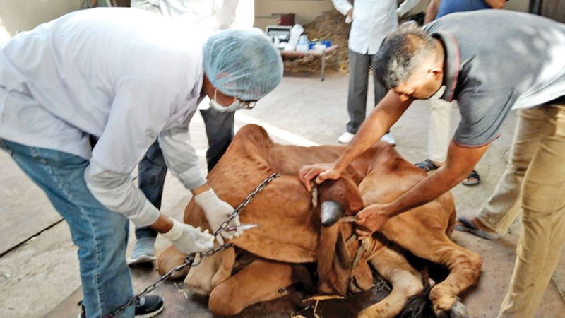 lumpy virus disease 2
