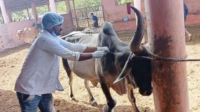 lumpy virus disease