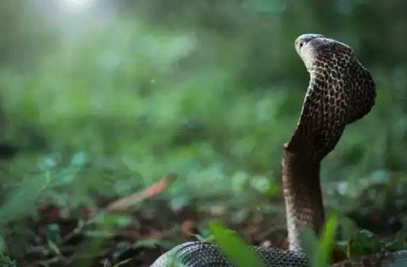 naga panchami 2