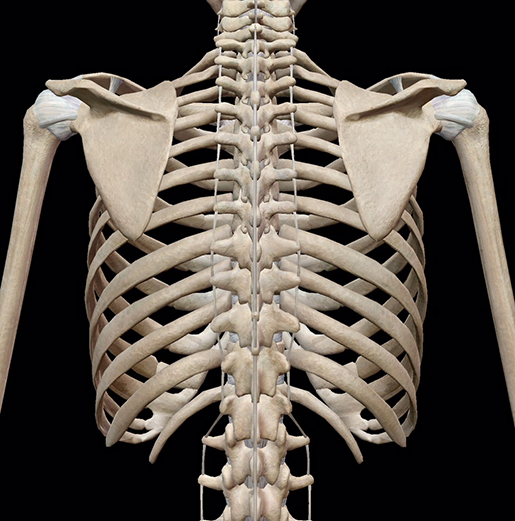 ribs
