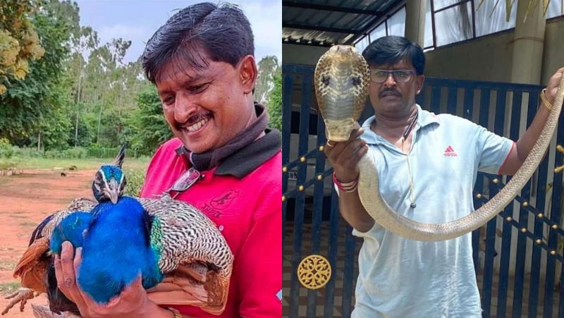 snake lokesh 1